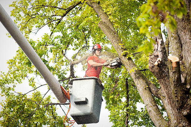 Tree Service Company in Gananda, NY